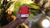 NOC Original Deck (Red) Printed at USPCC by The Blue Crown - Got Magic?