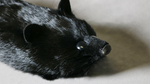 Black Fox Spring Animal by Magic Masters - Trick - Got Magic?