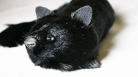 Black Fox Spring Animal by Magic Masters - Trick - Got Magic?
