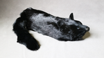 Black Fox Spring Animal by Magic Masters - Trick - Got Magic?