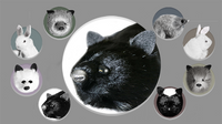 Black Fox Spring Animal by Magic Masters - Trick - Got Magic?