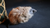 Judy Mouse Finger Puppet by Magic Masters - Trick - Got Magic?