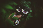 Carpe Noctem - Got Magic?