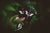 Carpe Noctem - Got Magic?