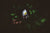 Carpe Noctem - Got Magic?