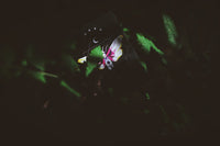 Carpe Noctem - Got Magic?