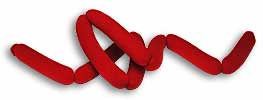 Foam Hot Dog String Magic by Gosh - Trick - Got Magic?