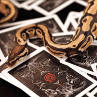 Venom Deck by US Playing Cards - Got Magic?